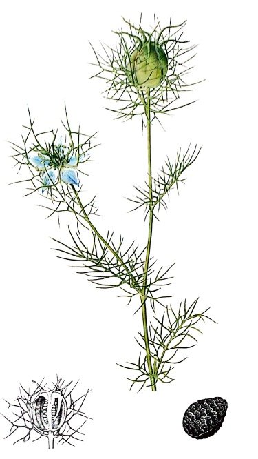 Nigelle cultivée